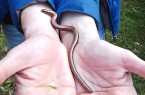 Eine erste Begegnung mit einer Blindschleiche bei Detmold. Die Tiere sollten nur von erfahrenen Reptilien-Fachleuten berührt werden, sonst werfen sie den Schwanz ab. (Foto: J. Braunsdorf)
