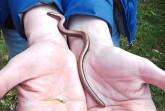 Eine erste Begegnung mit einer Blindschleiche bei Detmold. Die Tiere sollten nur von erfahrenen Reptilien-Fachleuten berührt werden, sonst werfen sie den Schwanz ab. (Foto: J. Braunsdorf)