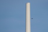 Bereits wie im letzten Jahr fliegen die Schwarzstörche durch Teile des Windparks Hassel, um Nahrung für ihren Nachwuchs heranzuschaffen.