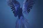 In Gefahr – Hyacinth Macaw ©Tim Flach