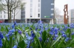 Ein voller Erfolg: die Blausterne sind ein echter Hingucker auf dem Büskerplatz. © Stadt Gütersloh