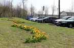 Tulpen, Narzissen, Blausterne und Traubenhyazinthen blühen zurzeit an der Kreuzung Hauptstraße/Auf der Schanze. Im Hintergrund sind die neu eingerichteten Frauenparkplätze zu sehen. © Stadt Rheda-Wiedenbrück