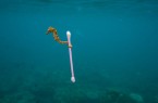„Vorsicht Plastik“
Die visualisierte Mahnung zu den Gefahren des Plastik-Mülls in den Meeren von National Geographic
©Justin Hofman
