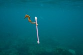 „Vorsicht Plastik“
Die visualisierte Mahnung zu den Gefahren des Plastik-Mülls in den Meeren von National Geographic
©Justin Hofman