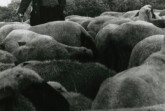 Bei ihren Prognosen stützten sich die Schäfer auf Wind, Wolken, Luftveränderungen und das Verhalten der Schafe, Münster-Nienberge 1953.
Foto: LWL Volkskundearchiv Risse