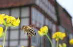 Die Bienen stehen bei einem Rundgang und Mitmachprogramm am Samstag im LWL-Freilichtmuseum Detmold im Mittelpunkt.
Foto: LWL/Jähne