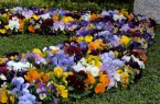 Beispiel Blumen am Grab im Frühling 
© GdF, Bonn