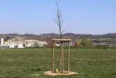 Baum des Jahres 2019: die Flatterulme, Foto: Stadt Detmold