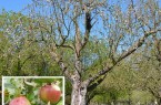 Extertaler Apfelbaum in der Streuobstwiese des BUND Lemgo
Foto: BUND Lemgo