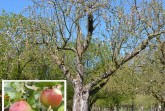 Extertaler Apfelbaum in der Streuobstwiese des BUND Lemgo
Foto: BUND Lemgo