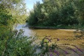 Die Lippesee-Umflut bietet bereits Lebensraum für stark bedrohte und besonders schützenswerte Gewässer- und Auenbewohner. Auch der neue Abschnitt könnte nach der Renaturierung so aussehen. (Fotos: Bezirksregierung Detmold)