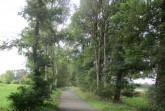 Der Klimawandel hat seine Spuren hinterlassen: Diese Birken im Bereich Plümers Weg sind nicht mehr zu halten.Foto: Stadt Gütersloh