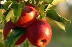 Geschmackvolle Boten des nahenden Herbstes: Reife Äpfel.Foto: Stadt Lübbecke
