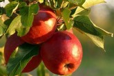 Geschmackvolle Boten des nahenden Herbstes: Reife Äpfel.Foto: Stadt Lübbecke