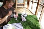 Tierpflegerin Lenja Punger kümmert sich gemeinsam mit ihren Kollegen Tag und Nacht um die kleinen Gelbbrustaras.Foto: