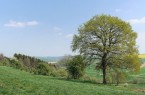 Blick vom Naturschutzgebiet Happenberg-Krauseberg-Dunetal auf die Schwaneyer Landschaft.
In Altenbeken sind jetzt 53 Prozent der Gemeindefläche Naturschutzgebiete. ©Kreisumweltamt, Susanne Pöhler