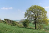 Blick vom Naturschutzgebiet Happenberg-Krauseberg-Dunetal auf die Schwaneyer Landschaft.
In Altenbeken sind jetzt 53 Prozent der Gemeindefläche Naturschutzgebiete. ©Kreisumweltamt, Susanne Pöhler