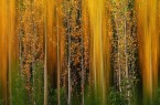ffnetDas Glanzlichter-Bild „Waldfeuer“ von Inaki Bolumburu zeigt Pappeln im rauen Sonnenlicht.Bild:© Inaki Bolumburu