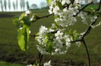 Blütezeit: 200 alte Obstsorten werden im LWL-Freilichtmuseum Detmold angebaut.
Foto: LWL
