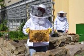 Patienten kümmern sich um 100.000 Honigbienen