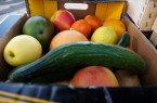 Die Retterboxen für FH-Studierende beinhalten 6 bis 7 Kilogramm gerettetes Obst und Gemüse. (Foto: Alena Bottin/FH Bielefeld)