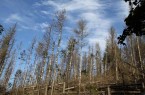 Flächen wie diese gehören bald der Vergangenheit an: Die Aufforstungen der Zukunftswälder sind in vollem Gange, dank der vielen eingegangenen Spenden konnten bereits 15.800 neue Bäume gepflanzt werden. (Foto: Landesverband Lippe)