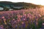 Blühende Lavendelfeldern der Natur Duft Manufaktur Taoasis aus Lage, die jedes Jahr zur Blütezeit Besuchermassen anlocken. © Taoasis