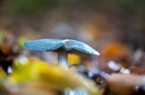 Nur gute Kenntnisse der einheimischen Pilze schützen vor möglichen Vergiftungen.© AOK/hfr.