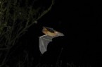 Die Zwergfledermaus ist die häufigste Fledermaus Deutschlands. Sie vollführt rasante Flugmanöver und vertilgt täglich hunderte Insekten (Quelle: Wikicommons / Barracuda1983)