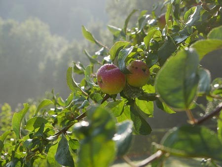 Himmlische Genüsse: Im LWL-Landesmuseum für Klosterkultur, dem Kloster Dalheim, werden geerntete Äpfel zu einem Apfelcrumble verarbeitet. Foto: LWL