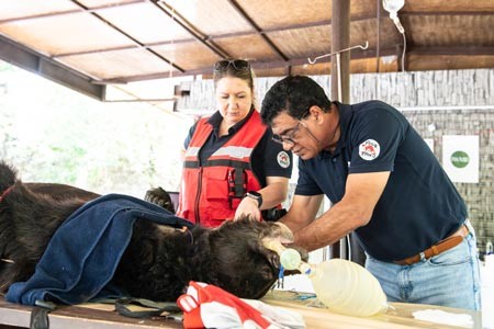 Noteinsatz: VIER PFOTEN Tierarzt und Missionsleiter Dr. Amir Khalil und Team versorgen grausam misshandelte Tanz- und Kampfbären. © VIER PFOTEN | Usman Ghani