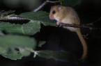 Die Haselmaus ist ein mausähnliches, nachtaktives Nagetier aus der Familie der Bilche. Foto: Jorrit Vlot, Observation.org