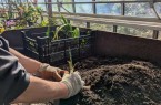 Es wird fleißig vermehrt. Die Gärtnerin des Botanischen Gartens bereitet alles für die Pflanzenbörse vor. ©Foto: Ute Aland