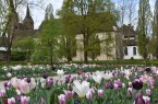 Remtergarten_Westwerk_Tulpen_weiß_llila ©Huxarium Gartenpark Höxter